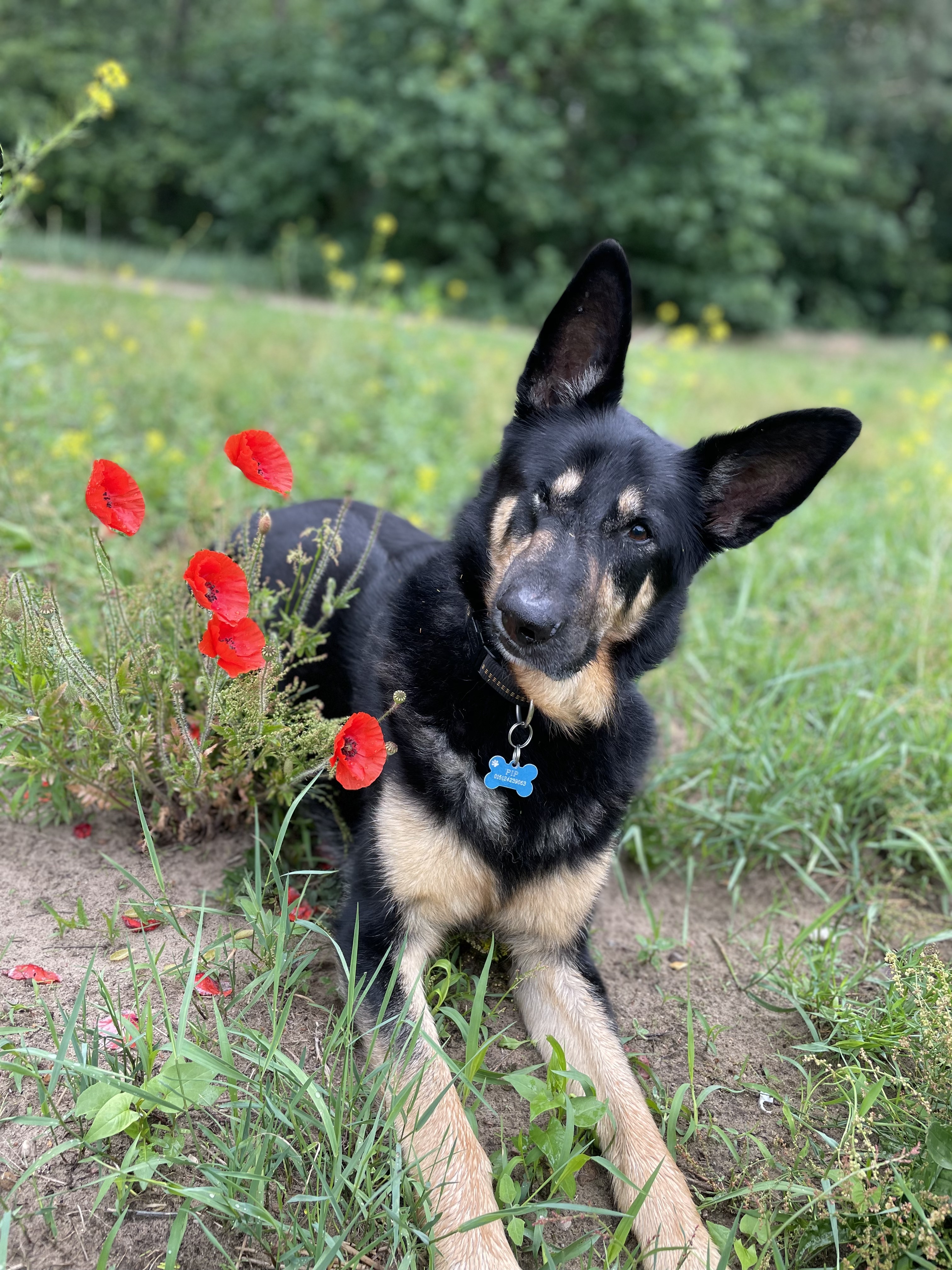 Bild von Hund Pip auf der Wiese.