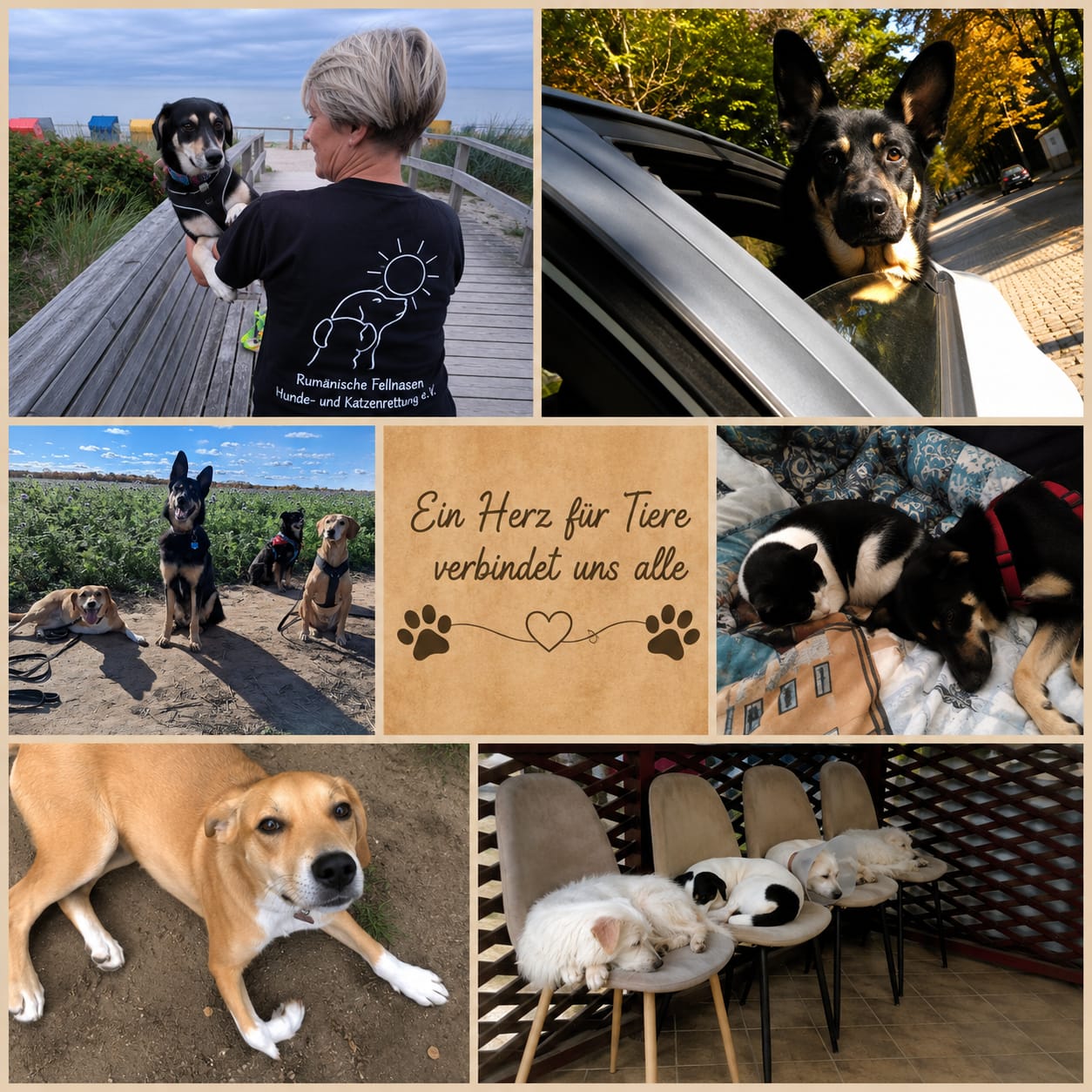 Collage von verschiedenen Hunden aus Rumänien.